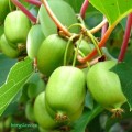 Aktinidia ostrolistna Issai