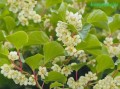 Aktinidia ostrolistna Issai