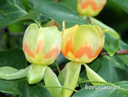 Tulipanowiec amerykański