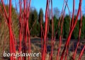 Dereń biały Sibirica