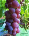 Winorośl Swenson red
