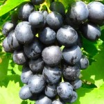 Winorośl 'Kosmos' (Vitis)