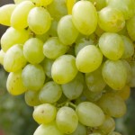 Winorośl 'Wostorg Muskatnyj' (Vitis)             