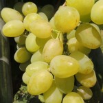 Winorośl 'Gałachad' (Vitis)    