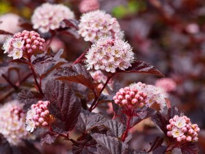 Pęcherznica kalinolistna 'Red Borys' (Physocarpus)