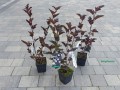 Sadzonki pęcherznicy