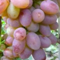 Winorośl Ruta (Vitis)
