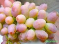 Winorośl Ruta (Vitis)