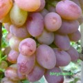 Winorośl Ruta (Vitis)