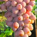 Winorośl Ruta (Vitis)