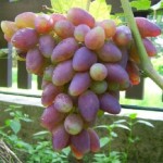 Winorośl 'Nadieżda Ukraińska' (Vitis)