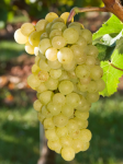 Winorośl 'Gyongyrizling' (Vitis)