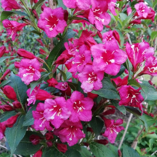 Krzewuszka cudowna Bristol Ruby