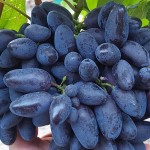 Winorośl 'Akademik' (Vitis)