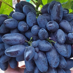 Winorośl 'Akademik' (Vitis)