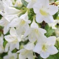 Krzewuszka Candida