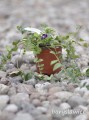 Sadzonka barwinka Atropurpurea