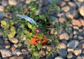 Sadzonka barwinka Atropurpurea
