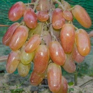 Winorośl 'Pamięci Krajnowa' (Vitis) sadzonka 3-letnia