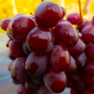 Winorośl 'Pamięci Ojca' (Vitis)