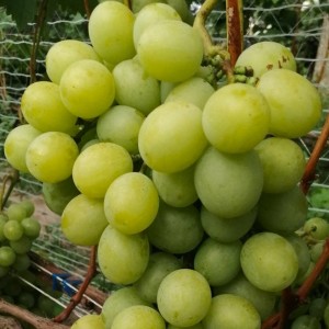 Winorośl 'Wiera' (Vitis)