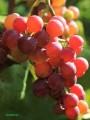 Winorośl Bronx Seedless