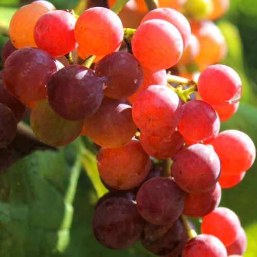Winorośl Bronx Seedless