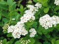 Tawuła brzozolistna (Spiraea)