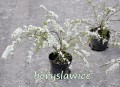 Tawuła norweska Grefsheim - kwitnące sadzonki