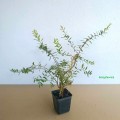 Tawuła norweska Grefsheim - sadzonka
