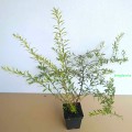Tawuła norweska Grefsheim - sadzonka