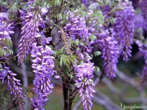 Glicynia chińska 'Prolific' (Wisteria)