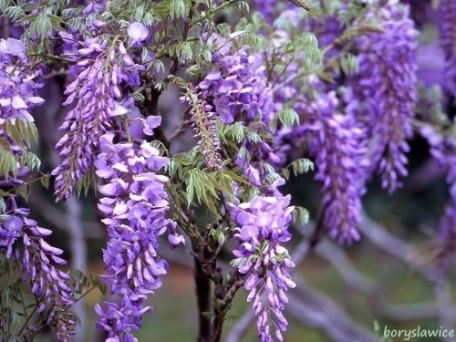 Glicynia chińska Prolific