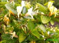 Wiciokrzew japoński Aureoreticulata