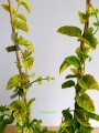 Wiciokrzew japoński Aureoreticulata