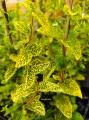 Wiciokrzew japoński Aureoreticulata
