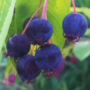Świdośliwa Lamarcka (Amelanchier)