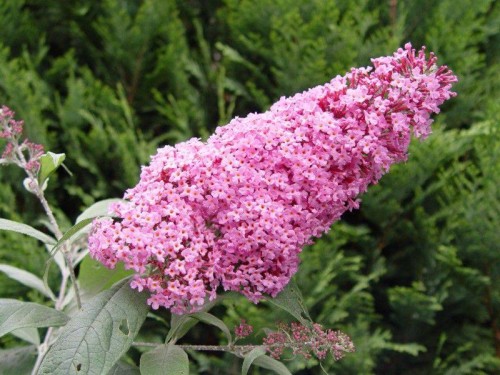 Budleja Dawida Pink Delight