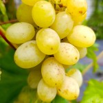 Winorośl 'Ładannyj II' (Vitis)     