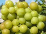 Winorośl 'Prima Ukrainy' (Vitis) sadzonka 3-letnia