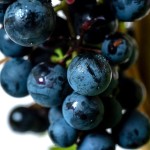 Winorośl 'Muscat Bleu' (Vitis) sadzonka 3-letnia