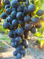Winorośl Muscat Bleu