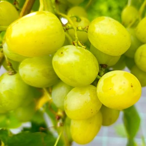 Winorośl 'Super Extra' (Vitis)             