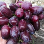 Winorośl 'Rumiejka' (Vitis)