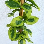 Wiciokrzew japoński 'Kogel Mogel' (Lonicera)