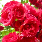 Róża pnąca 'Korflata' (Rosa)
