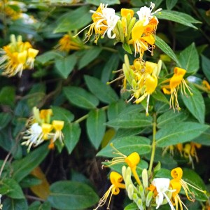 Wiciokrzew zaostrzony zimozielony (Lonicera)