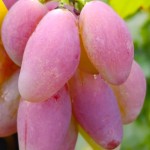 Winorośl 'Dikson' (Vitis)