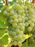 Winorośl 'Seyval Blanc' (Vitis) sadzonka 3-letnia