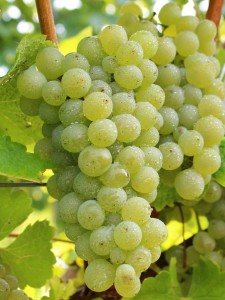 Winorośl 'Seyval Blanc' (Vitis) sadzonka 3-letnia